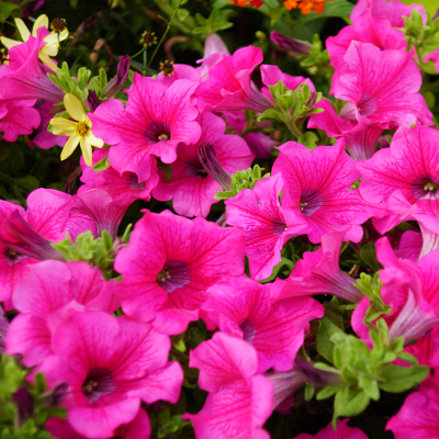 Flowers 4, par Xavier E. G. Dierick